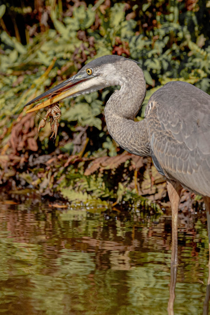 Héron sur la rivière Saint-Charles